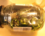 Foto del paso 5 de la receta: Ajíes bien picantes, jalapeños y habaneros en vinagre y sal