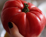 Foto del paso 1 de la receta: Ensalada alicantina de tomate y salazones