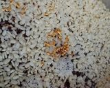 रागी डोसा रेसिपी चरण 1 फोटो