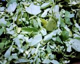 મેથી નો હાંડવો (Methi Handvo Recipe In Gujarati) રેસીપી સ્ટેપ3ફોટો