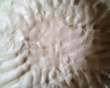 Foto del paso 4 de la receta: Tarta de dulce de leche y coco