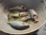 ফিস ফ্রাই (Fish fry recipe in bengali)