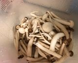 菇菇玉米筍的食譜步驟1照片