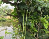 Hình bước làm 1 của món Đỗ đũa xào tỏi