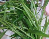 Foto langkah ke 1 dari resep Tumis Kangkung Warna-warni.