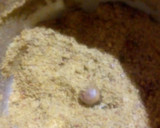 மாலை சிற்றுண்டி. மிளகாய் பொடி தோசை ரெசிபி ஸ்டேப் 4 புகைப்படம்