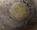 Foto langkah ke 2 dari resep Sambel goang.