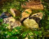 Hình bước làm 5 của món Canh Cá Trê Nấu Lá Lốt, Lá Cách