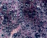 عکس مرحله 8 از دستور شربت انگور 🍇