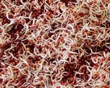 A picture of step 1 of Ragi Sprouts, Fresh Coconut, Jaggery Sweets.