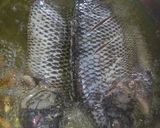 Foto del paso 2 de la receta: Mojarra grande al mojo de ajo a la Mario, s