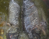 Foto del paso 2 de la receta: Mojarra grande al mojo de ajo a la Mario, s