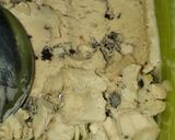 Foto langkah ke 4 dari resep 96. Ice Cream Cappucino Oreo.