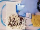 Pisang Gulung Coklat Keju 😋