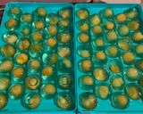 Foto langkah ke 5 dari resep 424. Fruit Jelly Ball.