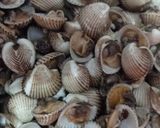 Foto langkah ke 3 dari resep Kerang Darah Saus Tiram.