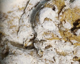 Foto del paso 1 de la receta: Cracker de harina de garbanzo