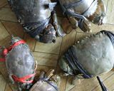 Foto langkah ke 1 dari resep Kepiting saospadangmixTiram#tantanganakhirtahun#masakditahunbaru.
