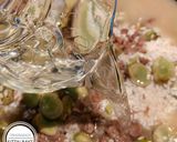 صورة لخطوة 3 من وصفة أرز بالفول الأخضر