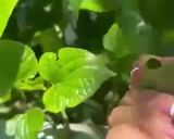 Hình bước làm 1 của món Chả Đậu Hũ Tía Tô Lá Lốt Thơm Ngon Bất Ngờ