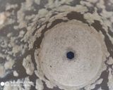 உருளைக்கிழங்கு வெள்ளை குருமா ரெசிபி ஸ்டேப் 3 புகைப்படம்