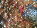 Sambel Tempe Penyet