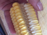 Elote frito para botanear