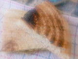 مطلوع سميد وفرينة