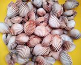Foto langkah ke 1 dari resep Kerang Dara Rebus.