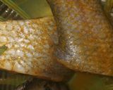 A picture of step 1 of Fresh fried fish (fff).