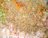 A picture of step 2 of Chapli kabab.