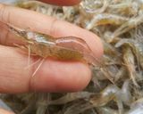 รูปขั้นตอนการทำที่ 1 ของ กุ้งเต้น