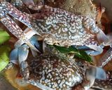 Foto langkah ke 5 dari resep Kare kepiting Rajungan.