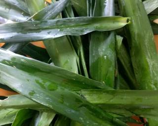 Cendol Tepung Beras Daun Suji - Step 1