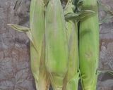 عکس مرحله 1 از دستور ذرت 🌽 بخار پز