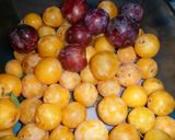 Foto del paso 1 de la receta: Pastel de ciruelas amarillas