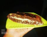 Foto langkah ke 5 dari resep Martabak chocolatos.