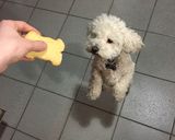 Foto del paso 7 de la receta: Galletitas de manteca
