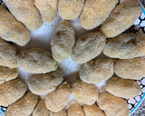 Foto del paso 3 de la receta: Croquetas de champiñón y berenjenas