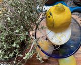 Une image de l'étape 11 de 🌻CITRON 🍋 GIVRÉ 🍃FRAÎCHEURE 🪻PARFUMÉE.