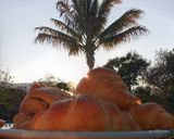 Foto del paso 21 de la receta: Croissants de masa Danesa