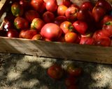 Une image de l'étape 1 de Tomate farcie façon Grand maman.