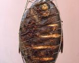 A picture of step 6 of Grilled fish.