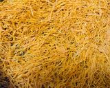 A picture of step 1 of Sheer khurma.