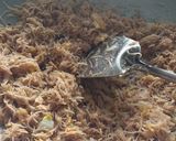 Foto langkah ke 4 dari resep Bihun goreng sederhana.