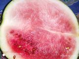 তরমুজের শরবত (tarmujer sharbat recipe in Bengali)