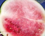 তরমুজের শরবত (tarmujer sharbat recipe in Bengali) রেসিপি ধাপ - 1 ছবি