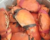 Foto langkah ke 1 dari resep Kepiting Saos Berserabut.