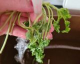 Foto del paso 12 de la receta 39. Ensalada de judías verdes y patatas