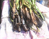 Foto del paso 6 de la receta: Calçotada para dos